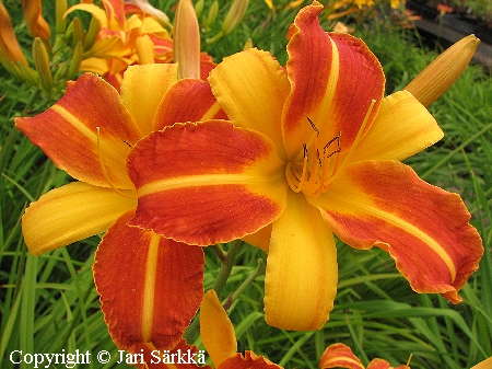 Hemerocallis Hybrida-Ryhm 'Frans Hals', tarhapivnlilja